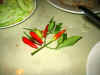 Peppers.jpg (52505 bytes)